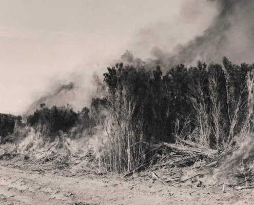 Heavy Ti-tree swamp land being burnt not far from Summer Camp